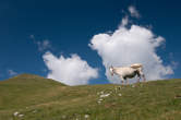 20120813_103816 Cavallo.jpg